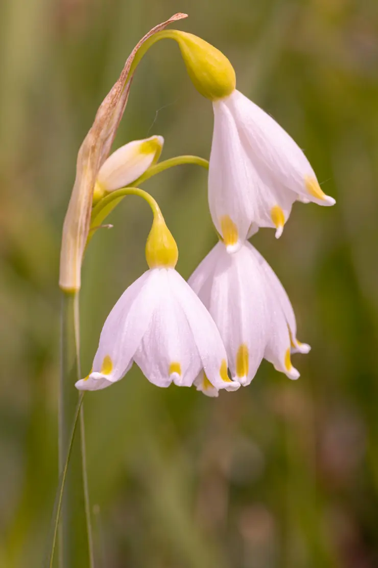 Sommer-Glöckchen (Leucojum aestivum) [1]